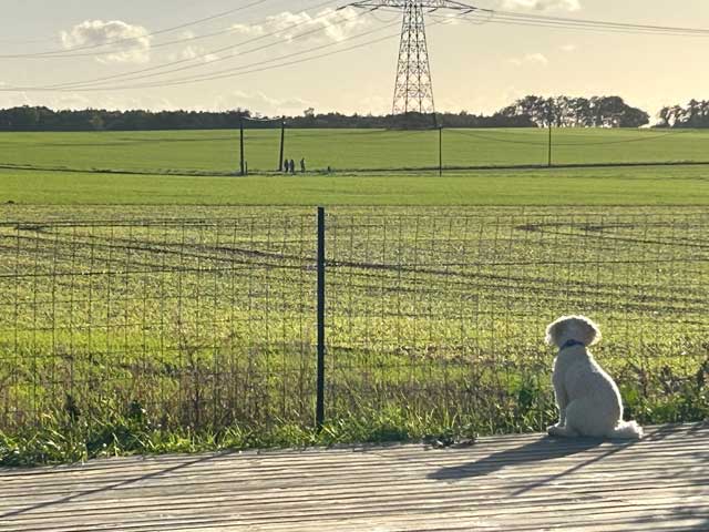 small dog overlooking french countryside