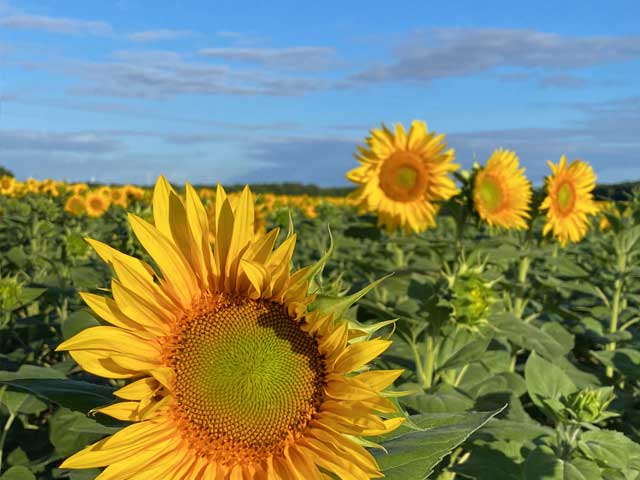 sunflowers in charente-maritime france