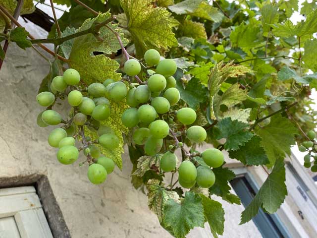 grapes in french countryside