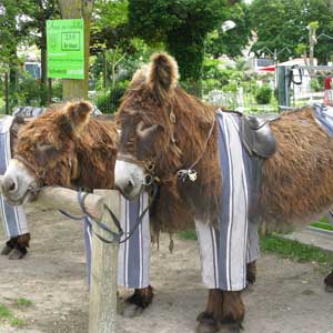 two donkeys wearing trousers on Ile de Re