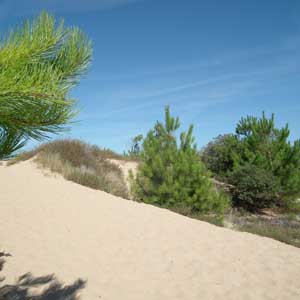the dunes and beaches on Ile d'Oleron, France