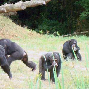 La Vallée des Singes near Poitiers